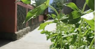 Sakura Lodges Hunza — photo 4 of 4