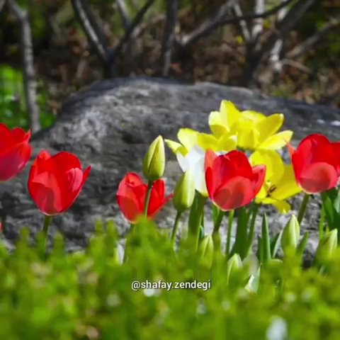 مؤسسه اتومبیل کرایه گلها rental in Amol