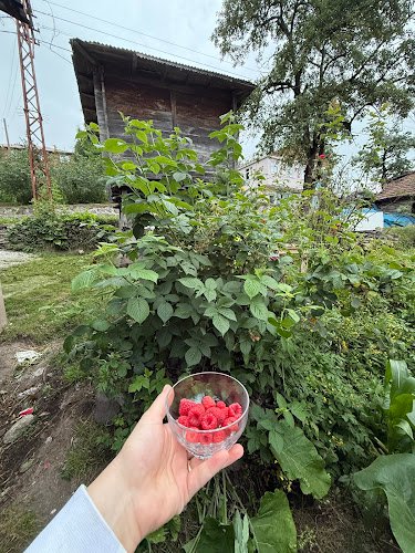 Kapili Koyu Muhtarligi in Ordu