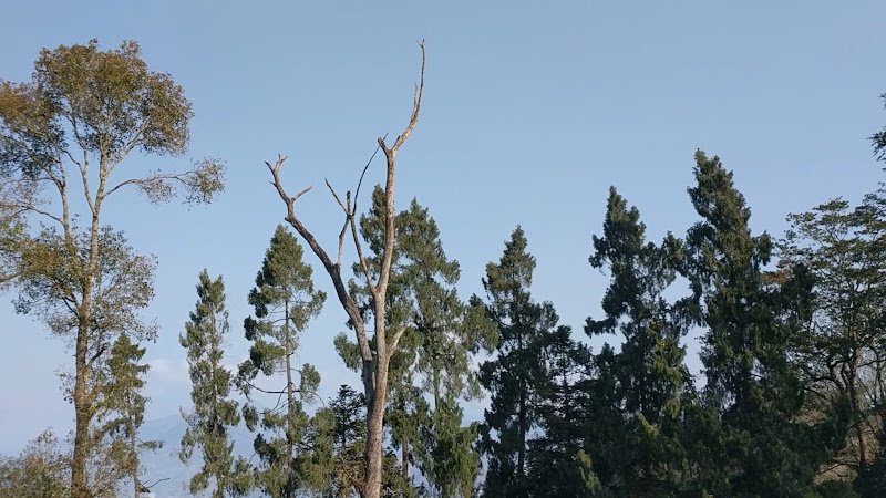 Tashiding Tourist Lodge in Kalimpong