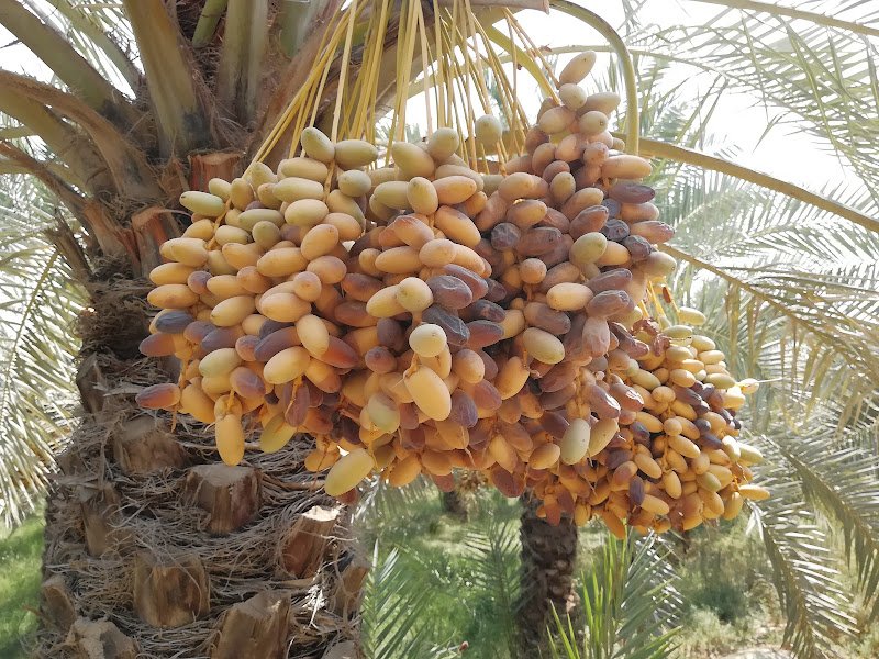 باغ هخامنش in Borazjan