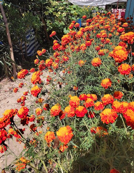 NIKUNJ HOSTEL (Hostel for student) hostel in Kalimpong