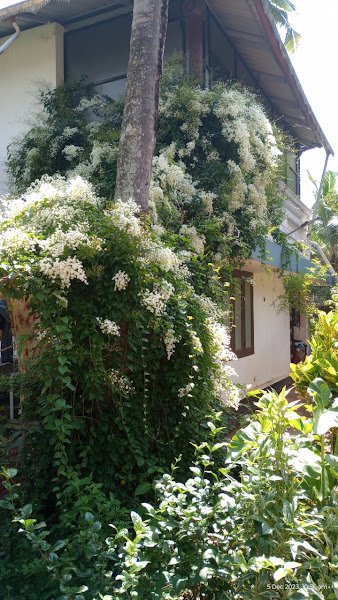 Snehatheeram Ladies Hostel in Attingal