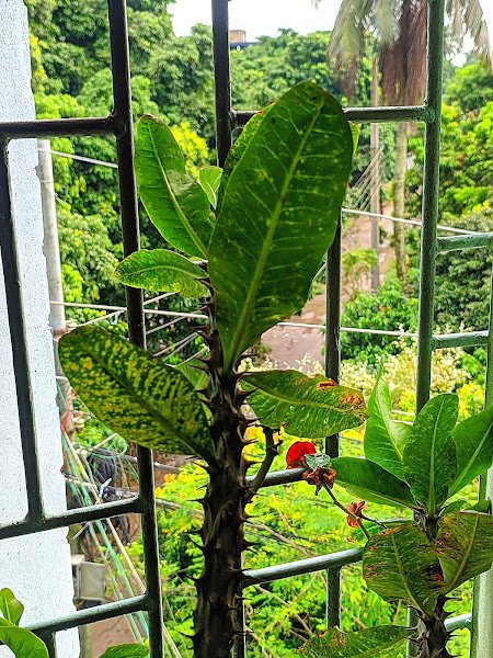 Nanu Vai Mess in Dinajpur