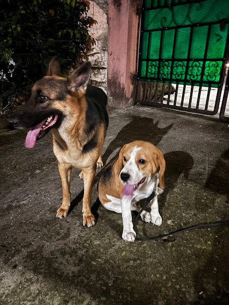 Happy Paws Dog Hostel and Kennel Dibrugarh hostel in Dibrugarh